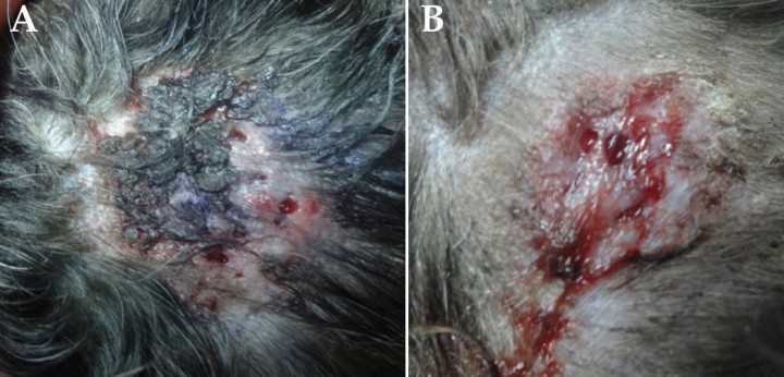 Diagnóstico de la dermatofitosis - Ateuves, para el auxiliar veterinario