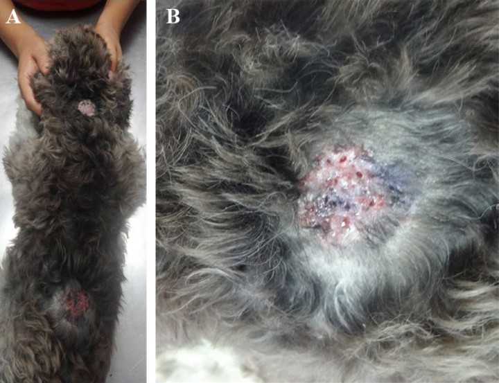 Diagnóstico de la dermatofitosis - Ateuves, para el auxiliar veterinario