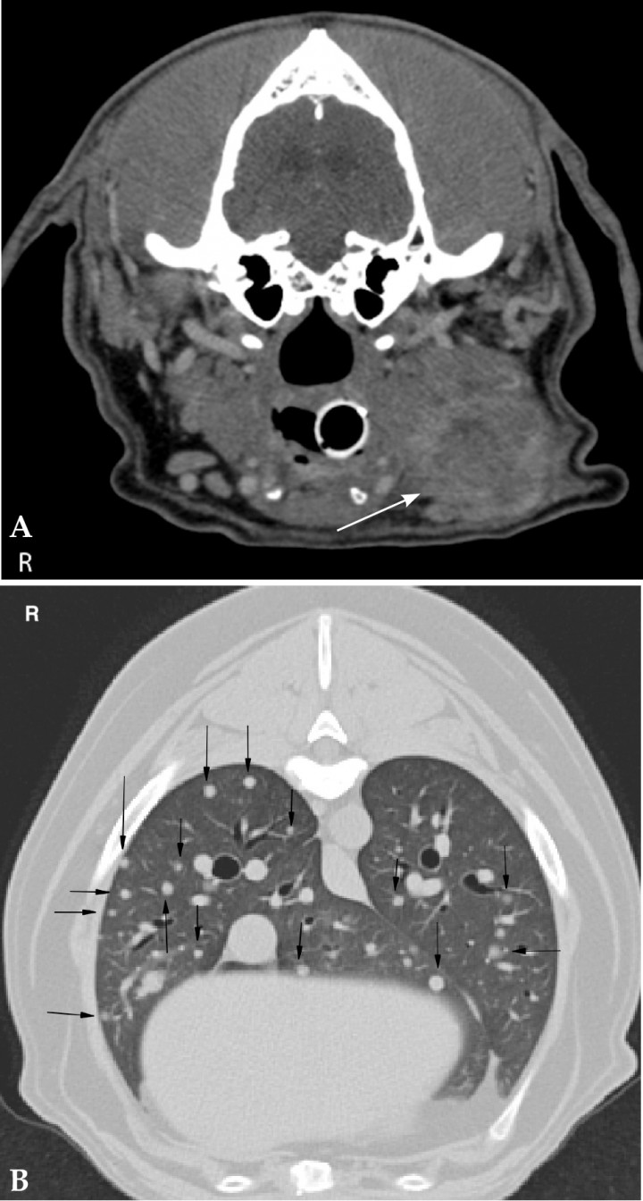 how long for colon biopsy results